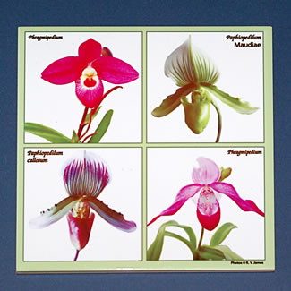 tile DS-079 Ladyslipper Quartet 6859.jpg